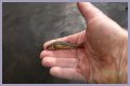 How long will minnows stay alive?