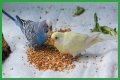 What eats bird food at night?