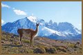 Wildlife in Patagonia: 20 Amazing Species